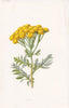 FLOWERS. Tansy c1895 old antique vintage print picture