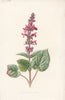 FLOWERS. Hedge Stachys c1895 old antique vintage print picture