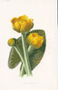 FLOWERS. Yellow Water-Lily c1895 old antique vintage print picture
