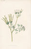FLOWERS. Shepherd's Needle c1895 old antique vintage print picture