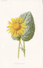 FLOWERS. Leopard's-Bane c1895 old antique vintage print picture
