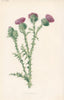 FLOWERS. Field Thistle c1895 old antique vintage print picture