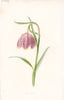 FLOWERS. Fritillary c1895 old antique vintage print picture
