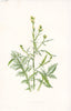 FLOWERS. Hedge Mustard c1895 old antique vintage print picture