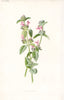 FLOWERS. Hedge Calamint c1895 old antique vintage print picture