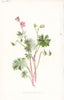 FLOWERS. Dove's Foot Crane's-Bill c1895 old antique vintage print picture
