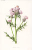 FLOWERS. Creeping Thistle c1895 old antique vintage print picture