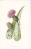 FLOWERS. Melancholy Thistle c1895 old antique vintage print picture