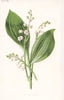 FLOWERS. Lily of The Valley c1895 old antique vintage print picture
