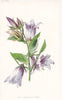 FLOWERS. Nettle-Leaved Bell-Flower c1895 old antique vintage print picture