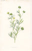 FLOWERS. Corn Crowfoot c1895 old antique vintage print picture