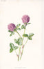 FLOWERS. Red Meadow Clover c1895 old antique vintage print picture