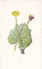 FLOWERS. Coltsfoot c1895 old antique vintage print picture