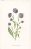 FLOWERS. Devil's-Bit Scabious c1895 old antique vintage print picture