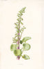 FLOWERS. Wall Pennywort c1895 old antique vintage print picture