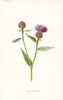 FLOWERS. Small Knapweed c1895 old antique vintage print picture