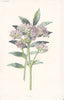 FLOWERS. Valerian c1895 old antique vintage print picture