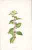 FLOWERS. Corn-Mint c1895 old antique vintage print picture