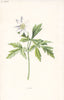 FLOWERS. Anemone c1895 old antique vintage print picture