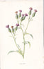 FLOWERS. Saw-Wort c1895 old antique vintage print picture