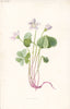 FLOWERS. Wood Sorrel c1895 old antique vintage print picture