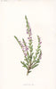 FLOWERS. Heath or Ling c1895 old antique vintage print picture