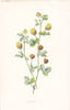 FLOWERS. Hop Trefoil c1895 old antique vintage print picture