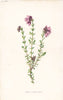 FLOWERS. Cross-Leaved Heath c1895 old antique vintage print picture