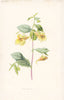 FLOWERS. Touch-Me-Not c1895 old antique vintage print picture