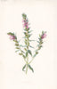 FLOWERS. Red Bartsia c1895 old antique vintage print picture