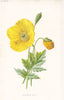 FLOWERS. Mountain Poppy c1895 old antique vintage print picture
