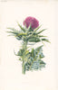 FLOWERS. Milk Thistle c1895 old antique vintage print picture