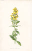 FLOWERS. Hairy St John's Wort c1895 old antique vintage print picture