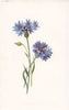 FLOWERS. Corn Blue-Bottle c1895 old antique vintage print picture