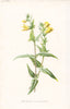 FLOWERS. Cow-Wheat or Melampyre c1895 old antique vintage print picture