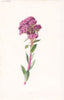 FLOWERS. Orpine c1895 old antique vintage print picture
