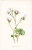 FLOWERS. Meadow Saxifrage c1895 old antique vintage print picture