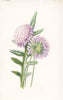 FLOWERS. Field Scabious c1895 old antique vintage print picture