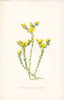 FLOWERS. Stone-Crop or Wall-Pepper c1895 old antique vintage print picture