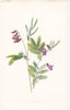 FLOWERS. Tuberous Pea c1895 old antique vintage print picture