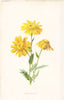 FLOWERS. Corn Marigold c1895 antique vintage print picture