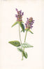 FLOWERS. Self-Heal c1895 old antique vintage print picture