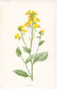 FLOWERS. Charlock c1895 old antique vintage print picture