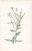 FLOWERS. Small Willow-Herb c1895 old antique vintage print picture