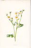 FLOWERS. Feverfew c1895 old antique vintage print picture