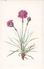 FLOWERS. Thrift c1895 old antique vintage print picture