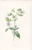 FLOWERS. Bladder Campion c1895 old antique vintage print picture