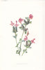 FLOWERS. Lesser Red-Rattle c1895 old antique vintage print picture
