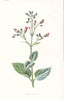 FLOWERS. Water Fig-Wort c1895 old antique vintage print picture