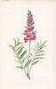 FLOWERS. Sainfoin c1895 old antique vintage print picture